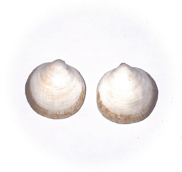 'almond' earrings