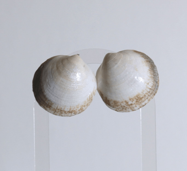 'almond' earrings